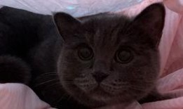 吃瓜偶遇小猫,温馨瞬间定格