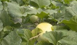 瓜老板带你吃瓜,尽享舌尖上的盛宴