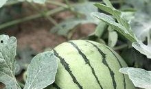 网红翠花吃瓜,揭秘网红圈背后的那些事儿