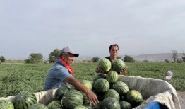 岔河吃瓜,一场别开生面的吃瓜盛宴