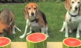 给狗吃瓜,给狗狗吃瓜的乐趣与注意事项