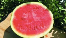 吃瓜不挑籽吃瓜群众,揭秘“吃瓜群众”的趣味生活