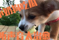 给狗吃瓜,给狗狗吃瓜的乐趣与注意事项