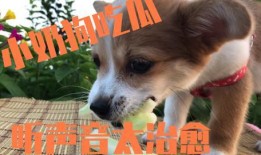 给狗吃瓜,给狗狗吃瓜的乐趣与注意事项