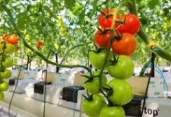 苏州相城吃瓜,夏日吃瓜指南，尽享清凉夏日时光