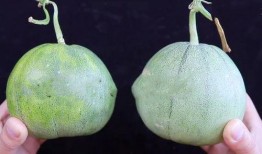 瓜老板带你吃瓜,尽享舌尖上的盛宴