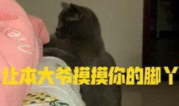 吃瓜偶遇小猫,温馨瞬间定格