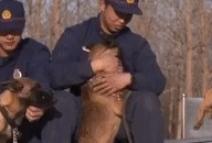 搜救犬吃瓜,揭秘搜救犬的“吃瓜”趣事