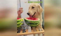 给狗吃瓜,给狗狗吃瓜的乐趣与注意事项