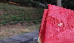 吃瓜不挑籽吃瓜群众,揭秘“吃瓜群众”的趣味生活